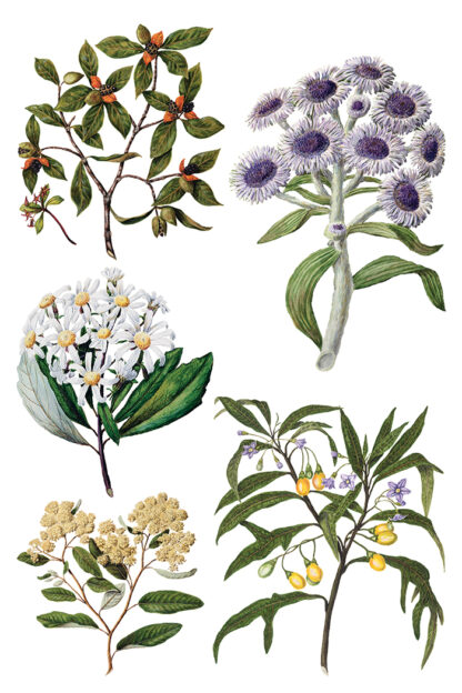 Iron Orchid Designs transfer Sarah Featon’s Botanical - Afbeelding 2